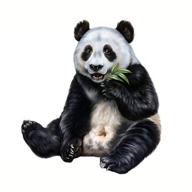 Panda (Ailuropoda melanoleuca) yemek yer, bambu dalında oturur, gerçekçi çizimler, Asya ansiklopedisi için çizimler, beyaz arkaplanda izole edilmiş bir görüntü