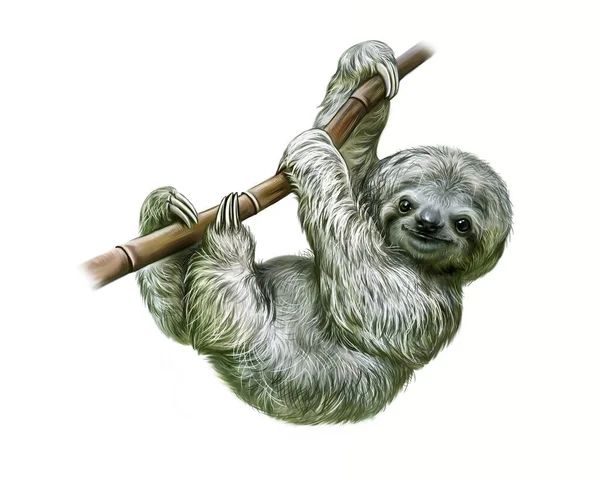 Sloth Folivora Hängande Gren Realistisk Teckning Illustration För Encyklopedi Djur — Stockfoto