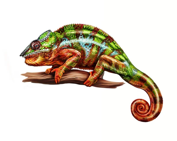 豹变色龙 Furcifer Pardalis Chamaeleonidae 写实画 马达加斯加动物百科全书图解 白色背景独立图像 — 图库照片