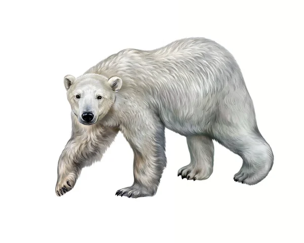 Polar Bear Ursus Maritimus Realistic Drawing Illustration Animal Encyclopedia Isolated — Stock Photo, Image