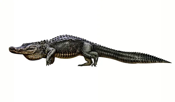 Аллигатор Alligator Mississippiensis Реалистичная Иллюстрация Энциклопедии Животных Изолированное Изображение Белом — стоковое фото