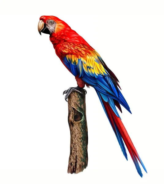 Macaw Parrot Ara Realistic Drawing Illustration Bird Encyclopedia Isolated Image — Stock Photo, Image