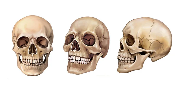 頭の解剖学的構造 白い背景の孤立した画像の3つの視点で人間の頭蓋骨 — ストック写真
