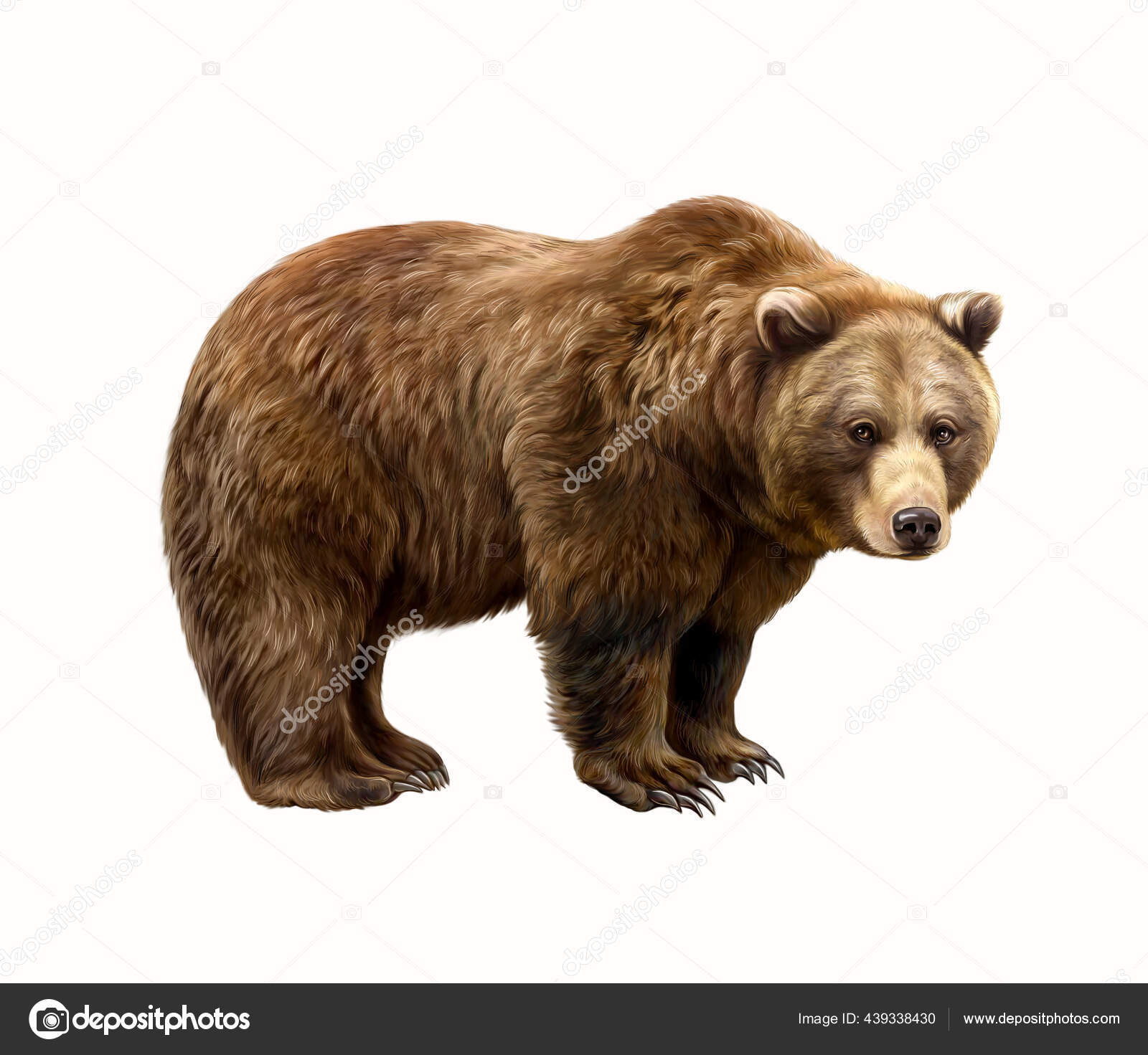 Orso Bruno Ursus Arctos Disegno Realistico Illustrazione Enciclopedia  Animale Immagine — Foto stock di © Liliya.Butenko #439338430, image size:1600x1471