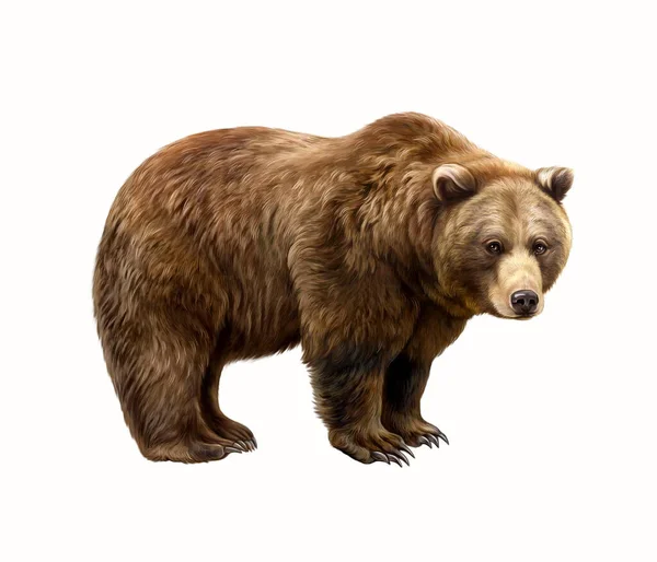 Kahverengi ayı (Ursus arctos), gerçekçi çizim, hayvan ansiklopedisi için illüstrasyon, beyaz arka planda izole görüntü
