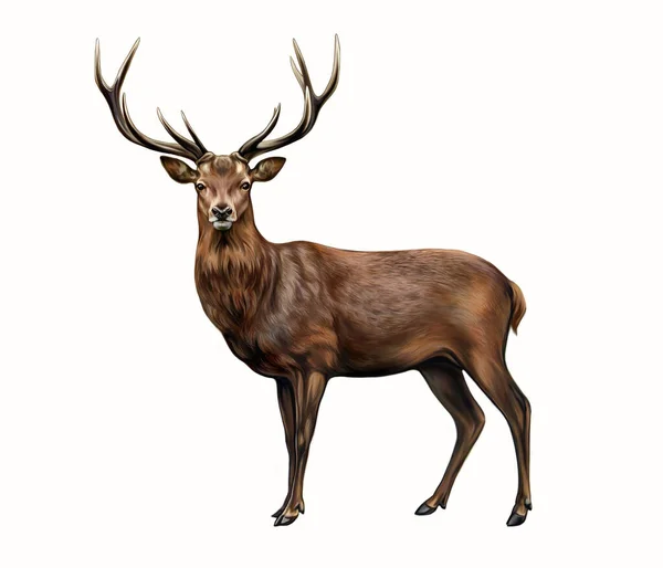 Kırmızı geyik (Cervus elaphus), gerçekçi çizim, hayvan ansiklopedisi çizimi, beyaz arkaplanda izole edilmiş görüntü