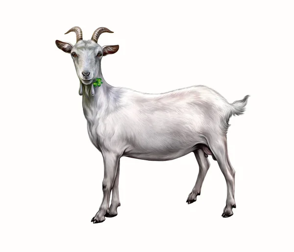 Domestic Goat Capra Hircus Realistic Drawing Illustration Pet Encyclopedia Isolated — Stock Photo, Image