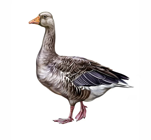 Domestic Goose Anser Realistic Drawing Poultry Encyclopedia Illustration Isolated Image — Stock Photo, Image