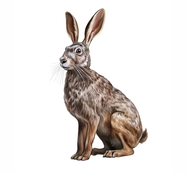 Европейский Заяц Lepus Europaeus Реалистичная Иллюстрация Изолированного Изображения Энциклопедии Животных — стоковое фото