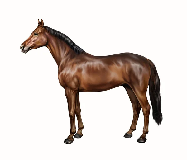 Horse Equus Ferus Caballus Realistic Drawing Animal Encyclopedia Illustration Isolated — Stock Photo, Image