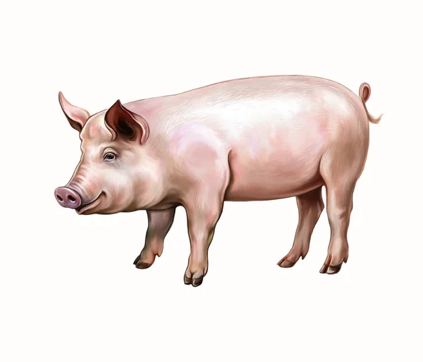 Domestic Pig Sus Scrofa Domesticus Realistic Drawing Animal Encyclopedia Illustration — Stock Photo, Image