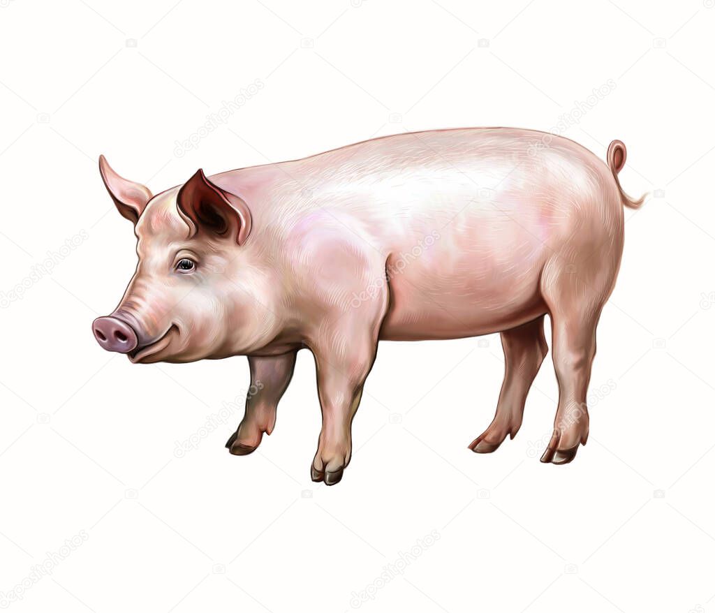 Domestic pig (Sus scrofa domesticus), realistic drawing, animal encyclopedia illustration, isolated image on white background