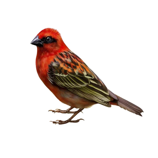 Red Fody Foudia Madagascariensis Realistic Drawing Illustration Encyclopedia Birds Isolated — Stock Photo, Image