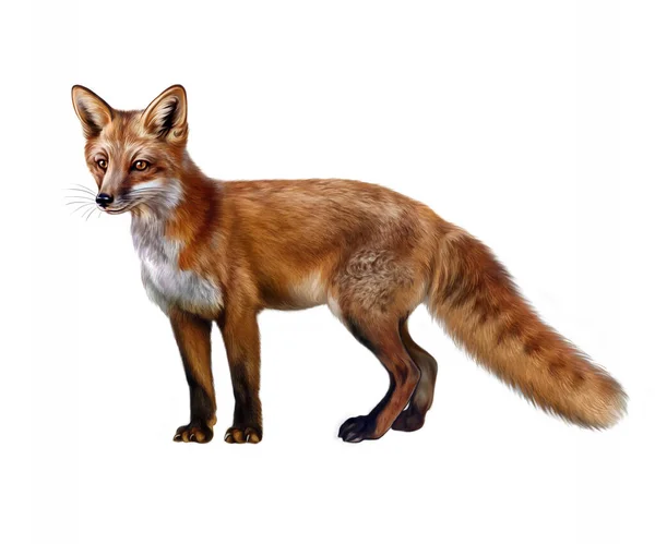 Tilki (Vulpes), gerçekçi çizim, hayvan ansiklopedisi için illüstrasyon, beyaz arka planda izole görüntü