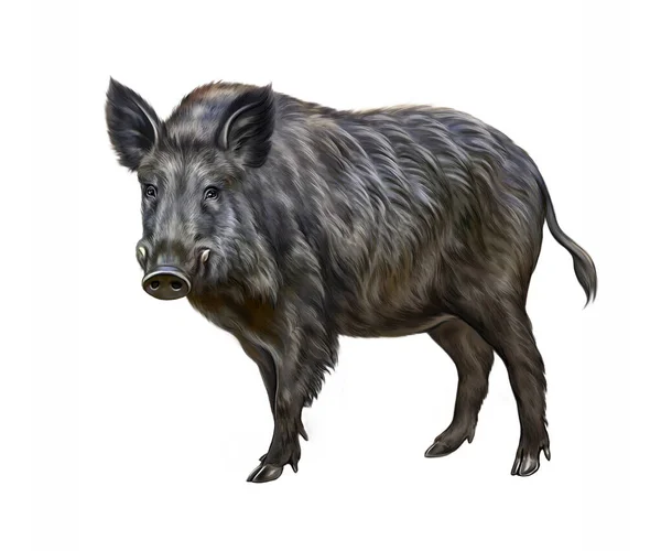 Yaban domuzu (Sus scrofa), gerçekçi çizim, hayvan ansiklopedisi illüstrasyonu, beyaz arka planda izole görüntü