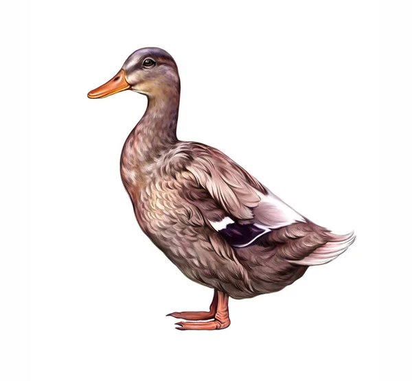 Duck Anas Platyrhynchos Domesticus Realistic Drawing Illustration Encyclopedia Animals Birds — Stock Photo, Image