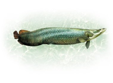 Arapaima (Arapaima gigas) realistic drawing illustration for fish encyclopedia, isolated image on white background clipart