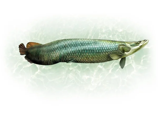 Arapaima Arapaima Gigas Realistisk Teckning Illustration För Fisk Encyklopedi Isolerad — Stockfoto