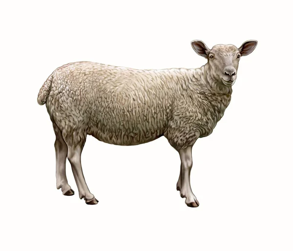 Sheep Ovis Aries Realistic Drawing Pet Encyclopedia Illustration Isolated Image — Stock Photo, Image