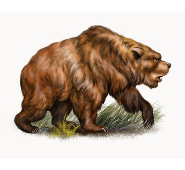 Mağara ayısı (Ursus spelaeus), gerçekçi çizim, nesli tükenmiş hayvanların ansiklopedisi için çizim, beyaz arka planda izole edilmiş görüntü