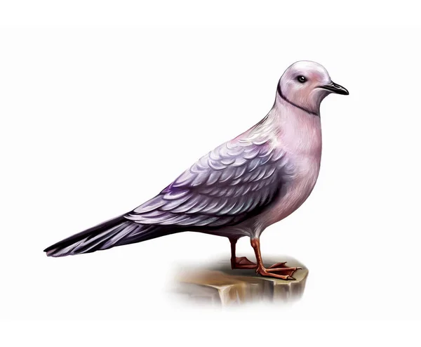 Ross Gull Rhodostethia Rosea Realistic Drawing Illustration Encyclopedia Animals Birds — Stock Photo, Image