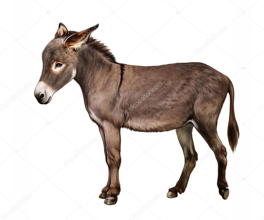 Donkey (Equus asinus), realistic drawing, illustration for pet encyclopedia, isolated image on white background