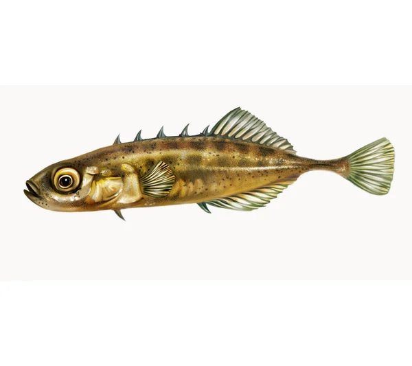 Stickleback Fisk Gasterosteus Realistisk Teckning Illustration För Fisk Encyklopedi Isolerad — Stockfoto