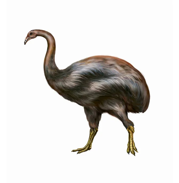 Moa Pássaro Gigante Dinornithiformes Desenho Realista Ilustração Para Enciclopédia Animais — Fotografia de Stock