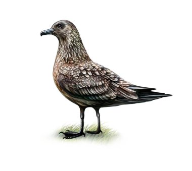 Büyük Skua (Catharacta skua), hayvan ve kuş ansiklopedisi için gerçekçi çizim, beyaz arka planda izole görüntü