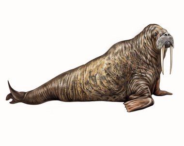 Mors (Odobenus rosmarus), gerçekçi çizim, Kuzey Kutbu 'ndaki hayvanların ansiklopedisi için çizim, beyaz arka planda izole edilmiş görüntü.