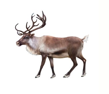 Ren geyiği (Rangifer tarandus), gerçekçi çizim, kutup hayvanlarının ansiklopedisi için çizim, tundra sakinleri, beyaz arka planda izole edilmiş görüntü