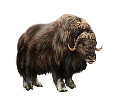Muskox (Ovibos mosçatus), gerçekçi çizim, kutup tundrası hayvan ansiklopedisi için çizim, beyaz arka planda izole edilmiş görüntü