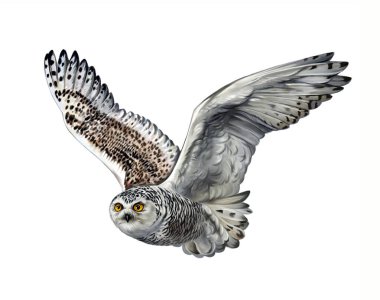Snowy owl (Nyctea scandiaca, Bubo scandiacus) flying, realistic drawing, illustration for the arctic tundra animal and bird encyclopedia, isolated image on a white background clipart