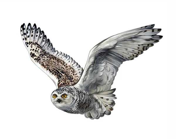 Karlı baykuş (Nyctea scandiaca, Bubo scandiacus) uçan, gerçekçi çizim, kutup tundrası hayvanı ve kuş ansiklopedisi için çizim, beyaz arka planda izole edilmiş görüntü