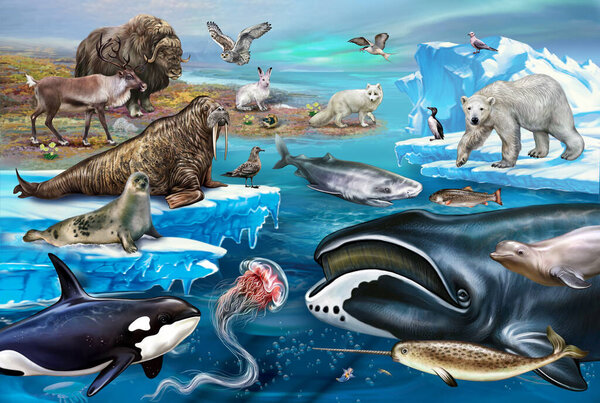 Fauna of the Arctic tundra and the Arctic Ocean, realistic image of animals, birds and fish, poster, illustration for the encyclopedia, inhabitants of the harsh north