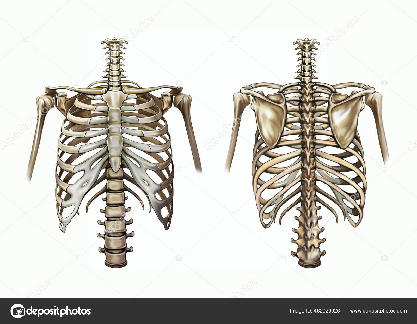 Ossos Peito Cintura Escapular Esqueleto Humano Costelas Esterno Clavícula  Escápula — Fotografias de Stock © Liliya.Butenko #462029926
