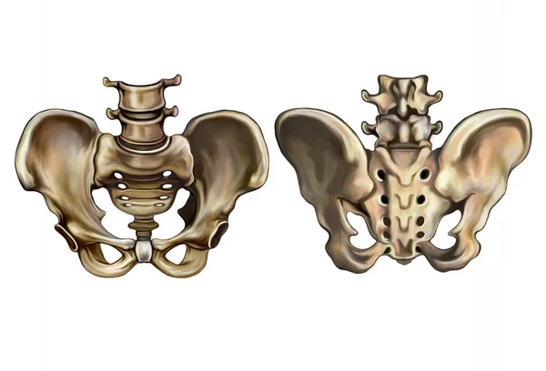 Leğen kemiği (Os Coxae), insan anatomisi, iskelet yapısı, gerçekçi çizim, beyaz arkaplanda izole görüntü