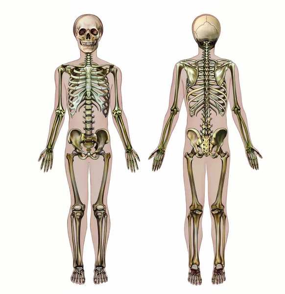 Ανθρώπινος Σκελετός Μπροστινή Και Πίσω Όψη Ρεαλιστικό Σχέδιο Οστών Ανατομία — Φωτογραφία Αρχείου