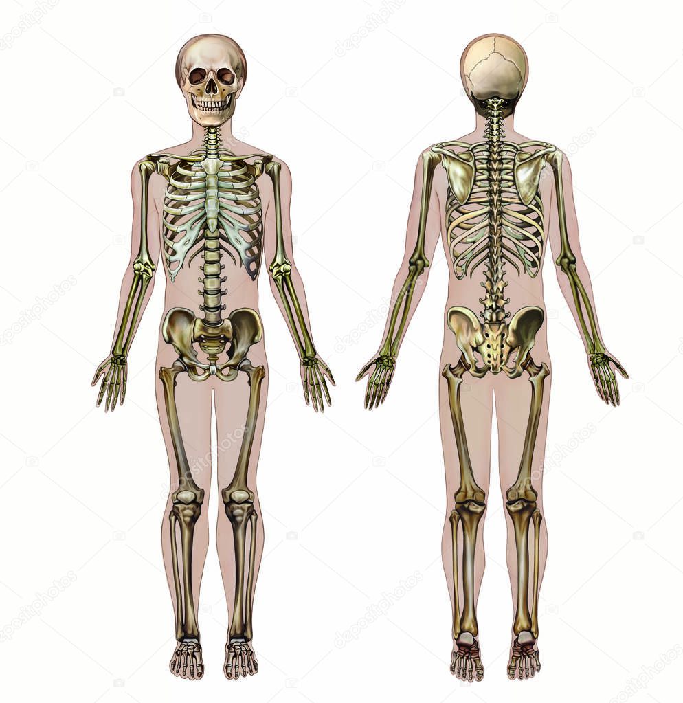 Human skeleton, back and front view, realistic drawing of bones, anatomy, figure silhouette, isolated image on white background