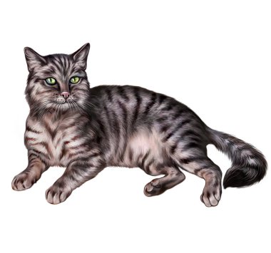 Gri kedi (Felis catus) dinlenme, gerçekçi çizim, evcil hayvan ansiklopedisi için çizim, beyaz arka planda izole edilmiş görüntü