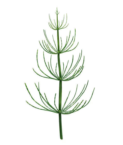 Paardenstaart Equisetum Realistische Tekening Illustratie Voor Plantenencyclopedie Flora Van Paleozoïcum — Stockfoto