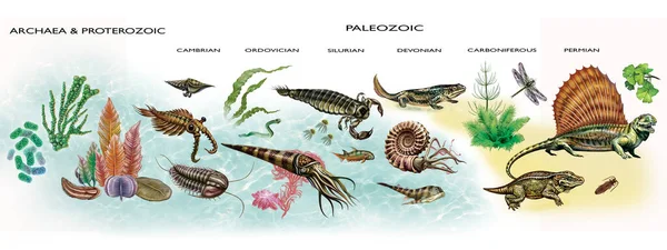 Arkean, Proterozoik ve Paleozoik dönemde yaşamın gelişimi, jeolojik zaman çizelgesi, yaşam formlarının evrimi, suda ve karada yaratıkların ortaya çıkışı.