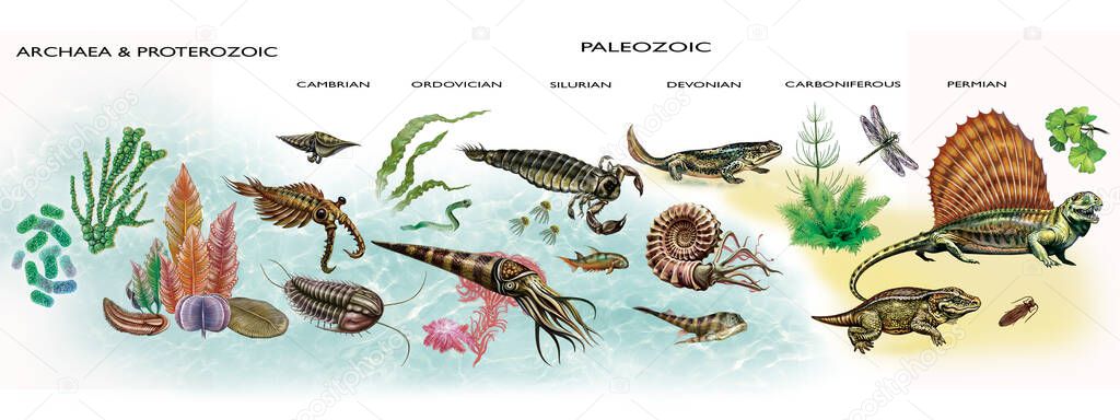 Diagram of development of life in Archean, Proterozoic and Paleozoic era, geologic timeline illustration, evolution of living forms, the emergence of creatures in water and on land