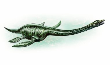 Plesiosaur (Plesiosauria), gerçekçi çizim, Triyas, Jurasik ve Kretase döneminin nesli tükenmiş hayvanları, denizlerin ve okyanusların bir sakini, beyaz bir arka planda izole edilmiş bir görüntü.