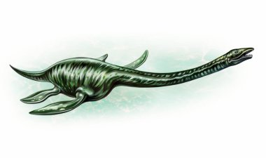 Plesiosaur (Plesiosauria), realistic drawing, extinct animals of the Triassic, Jurassic and Cretaceous periods of the Mesozoic era, an inhabitant of the seas and oceans, isolated image on a white background clipart