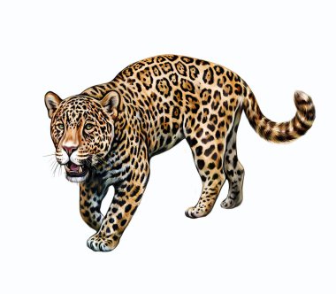 Jaguar (Panthera onca), gerçekçi çizim, Orta ve Güney Amerika 'daki hayvanların ansiklopedisi için çizim, beyaz arka planda izole edilmiş görüntü