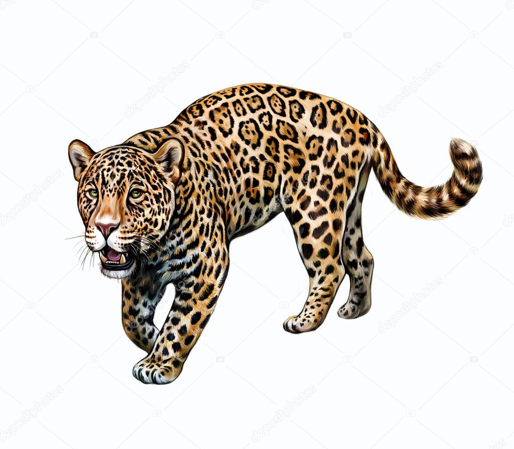 Jaguar (Panthera onca), dibujo realista, ilustración para la