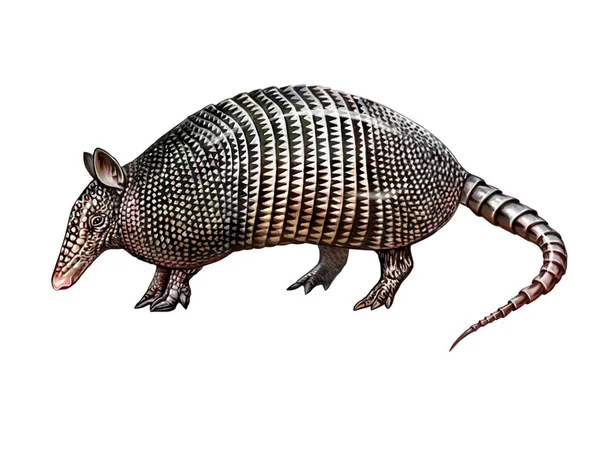 Armadillo Cingulata Dasypodiae 現実的なドローイング アメリカの動物百科事典のためのイラスト 白い背景に孤立した画像 — ストック写真