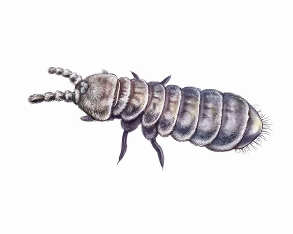 Springtail Collembola Small Arthropod Realistic Drawing Isolated Image White Background — Stock Photo, Image