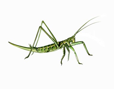 Cricket (Saga Pedo), böcek ansiklopedisi için yeşil çekirge gerçekçi çizim, beyaz arkaplanda izole görüntü